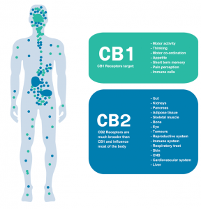 cb1 and cb2 receptor chart